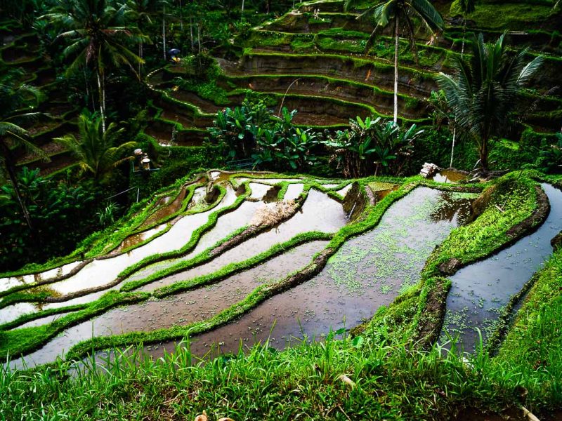 Campos de arroz 1