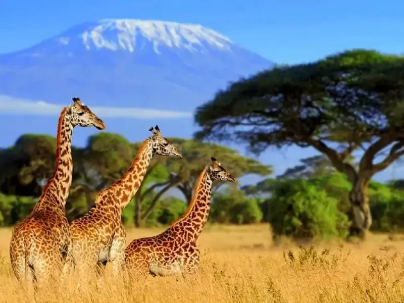 Sudafrica1